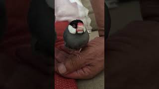 【文鳥・キンカチョウ】水浴び、羽繕いそして眠くなるつぶ  “Tsubu” gets sleepy after bathing and preening #Shorts