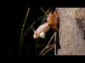 アブラゼミの羽化タイムラプス cicada emergence timelapse