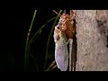 アブラゼミの羽化タイムラプス cicada emergence timelapse