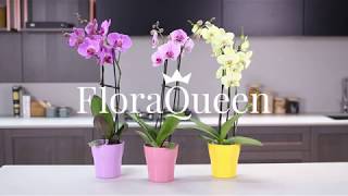 FloraQueen _Cómo lograr que tus Orquídeas florezcan cada año