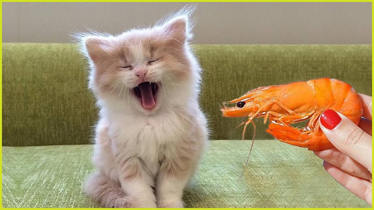 Funniest Pets Moments Super Dogs And Cats Reaction Videos P 12 Youtube