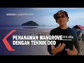 Seasoldier Tanam Mangrove di Mempawah dengan Teknik Organic Coastal Defence