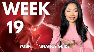 19 Weeks Pregnant | Your Week-by-Week Pregnancy Guide