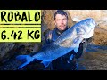 Spearfishing - Sea bass 6.42 kg