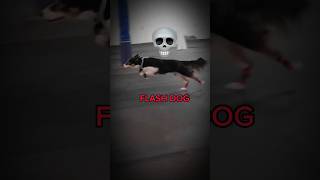 Flash Dog Back Trollface Troll Edit