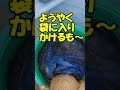 【4kg大ダコ、吸盤の力すごすぎ！】タコエギでのタコ釣り＠鹿島沖 幸栄丸 2021年11月 shorts