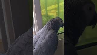 മ്യാവൂ നെ കണ്ടപ്പോഴുള്ള സന്തോഷം 😍 || Malayalam talking parrot || African grey parrot #shortsvideo