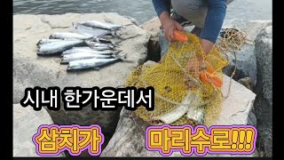 [158회]  진해 #주차하고 30초 떼삼치가 붙었다