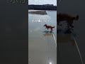 水嫌いな柴犬が、波に気付かず.....。