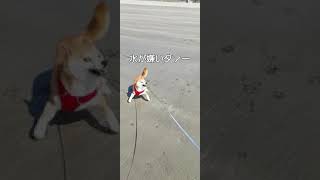 水嫌いな柴犬が、波に気付かず.....。