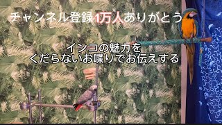 【亡き夫の鳥と生活】コメントに沿ってお話しします