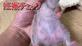 【ハムスター妊娠】妊娠しているのかチェックしてみました！Hamster