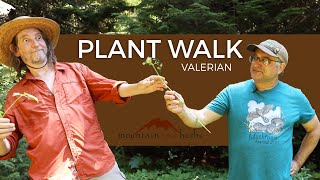 Valerian, Plant Walk with Howie Brounstein and Steven Yeager