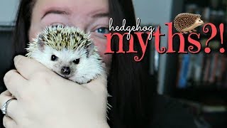 Hedgehog Care: 10 Common Misconceptions