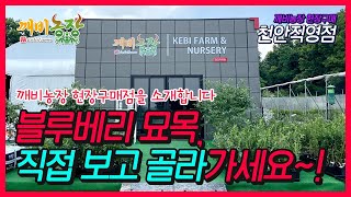 튼튼한 블루베리 묘목 구매하기 [깨비농장 천안직영점] 새단장! 블루베리 묘목을 직접 보고 고를 수 있는 현장구매점