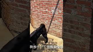 中华田园犬，五黑狗现在已经逆袭了，梁风高价把它拿下   西瓜视频 #000