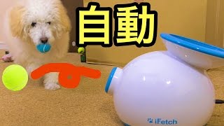 犬と永久キャッチボールができる玩具凄い!!　　PDS