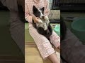 新築の壁に穴を開ける荒ぶる子犬 yファ ボーダーコリー いぬすたぐらむ bordercollie puppy punch 壁 新築 穴 starmine