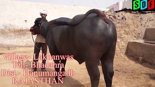 एक साधारण किसान के घर एक शानदार मूर्राह बुल।Beautiful Murrah Bull In Rajasthan