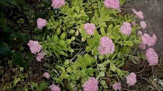 Decorative interesting plant Hylotelephium telephium (synonym Sedum telephium), known as orpine 有趣的植