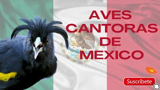 Sonido Aves de Mexico - Mexican Birds Sounds 🐦🦅