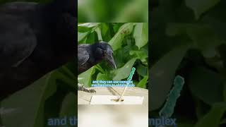 Crows have much higher intelligence than other birds #animal #crows#iq #intelligence #shortsvideo