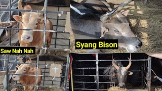 Masi Ban iakhun mynta ka Sngi ha Tuber kmaishnong, Saw Nah nah, Syang Bison bahduhtam,Bria