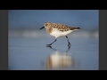 Spring Migration for Wildlife Photography