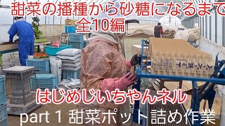 【北海道農業】甜菜（ビート）のポット詰め作業