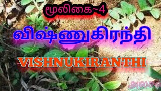 விஷ்ணு கிரந்தி மூலிகை|Vishnukiranthi|