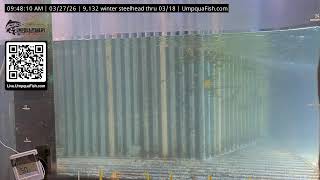 Umpqua Fish - Live Fish Cam