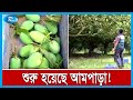 রাজশাহীতে আজ থেকে তিন ধাপে পাঁকা আম সংগ্রহ শুরু  | Mango | Rtv News