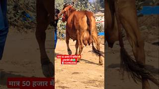 आज ख़रीदो साहिवाल और गिर में गाय💥 मात्र 50 हजार में ट्रांसपोर्ट फ़्री✅#cattlefarming152 #animalfarming