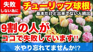 【チューリップ球根　9割の人がココで失敗します】冬場の水やりやってますか⁉︎量は鉢底から流れ出るまで出来てますか？基本の「基」Ver248【カーメン君】【チューリップ】【球根】【bulb】【育て方】