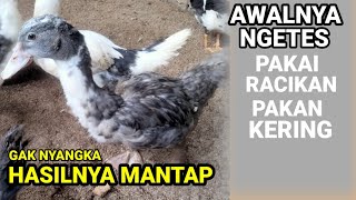 CARA BARU LEBIH CEPAT. ‼️ Racikan pakan kering bikin pertumbuhan entok makin cepat