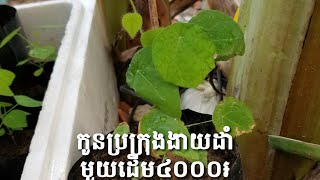 There many various crops at my own house for sale | ដំណាំល្អៗសម្រាប់លក់ 🤞😊