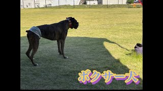 【boxer dog】ドッグランで思いっきり遊ぶつもりが#ボクサー犬#ドッグラン