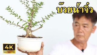 Miniature bonsai, water plum, tree shape [Workshop Station] EP.129