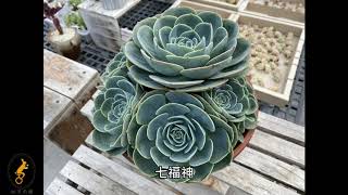 必修課多肉植物   多肉植物認識品種 休閒一下 MC Succulent plant Vlog【 MC多肉園 】