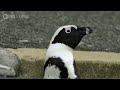 african penguins commute home in rush hour