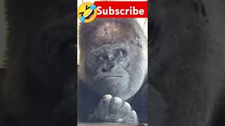 நான் குளிக்க போறேன் #shortsfeed #animallovr #chimpanzee #funnyanimals #duppingtamil