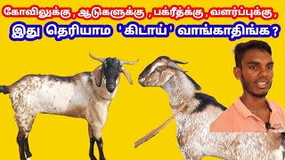 இது தெரியாம  ஆடு, கிடாய், வாங்காதீர்கள் ? / @tamilvivasayi