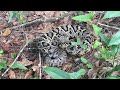 eastern diamondback rattlesnake saved from the highway north florida snake encounter