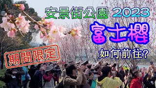 [輕輕鬆鬆，賞花遊蹤] 富士櫻 2023 | 安景街公園 | 城門河畔 | Fuji Cherry | Shing Mun Riverside | On King Street Park