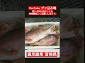 ブッ込み魂 ドローン フィッシング 石鯛釣り 【過去撮影動画より】