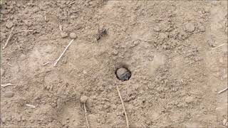 Tiger beetle larva throwing stuff out of burrow