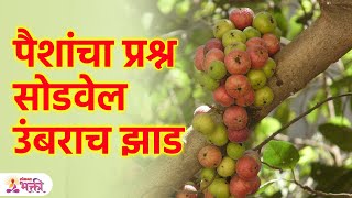 औदुंबराच्या झाडाचे उपाय करा आर्थिक प्रश्न सोडवा Cluster Fig Tree | Vastu Tips for Money | KA3