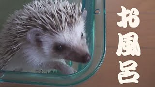 ハリネズミのハリッ子20210626 🦔お風呂♨