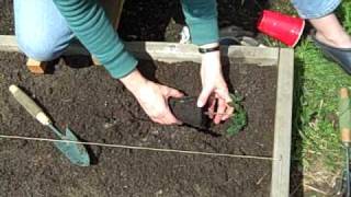 Shallow planting of Tomato Seedlings