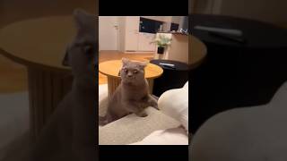 Funny cat, incredible behavior. #funnyvideo #cats #shorts #funnyshorts